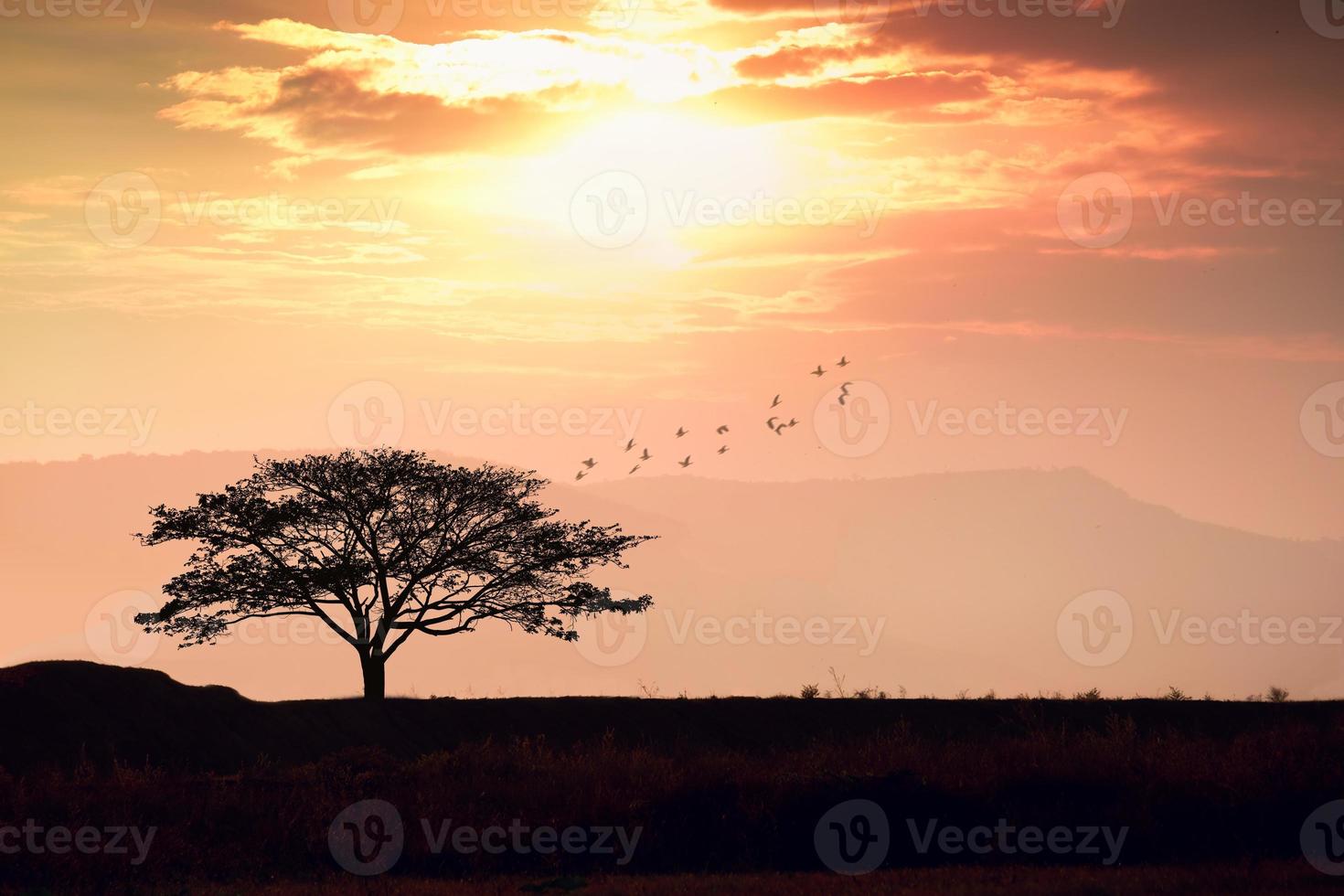 tree silhouette with sun set sky photo