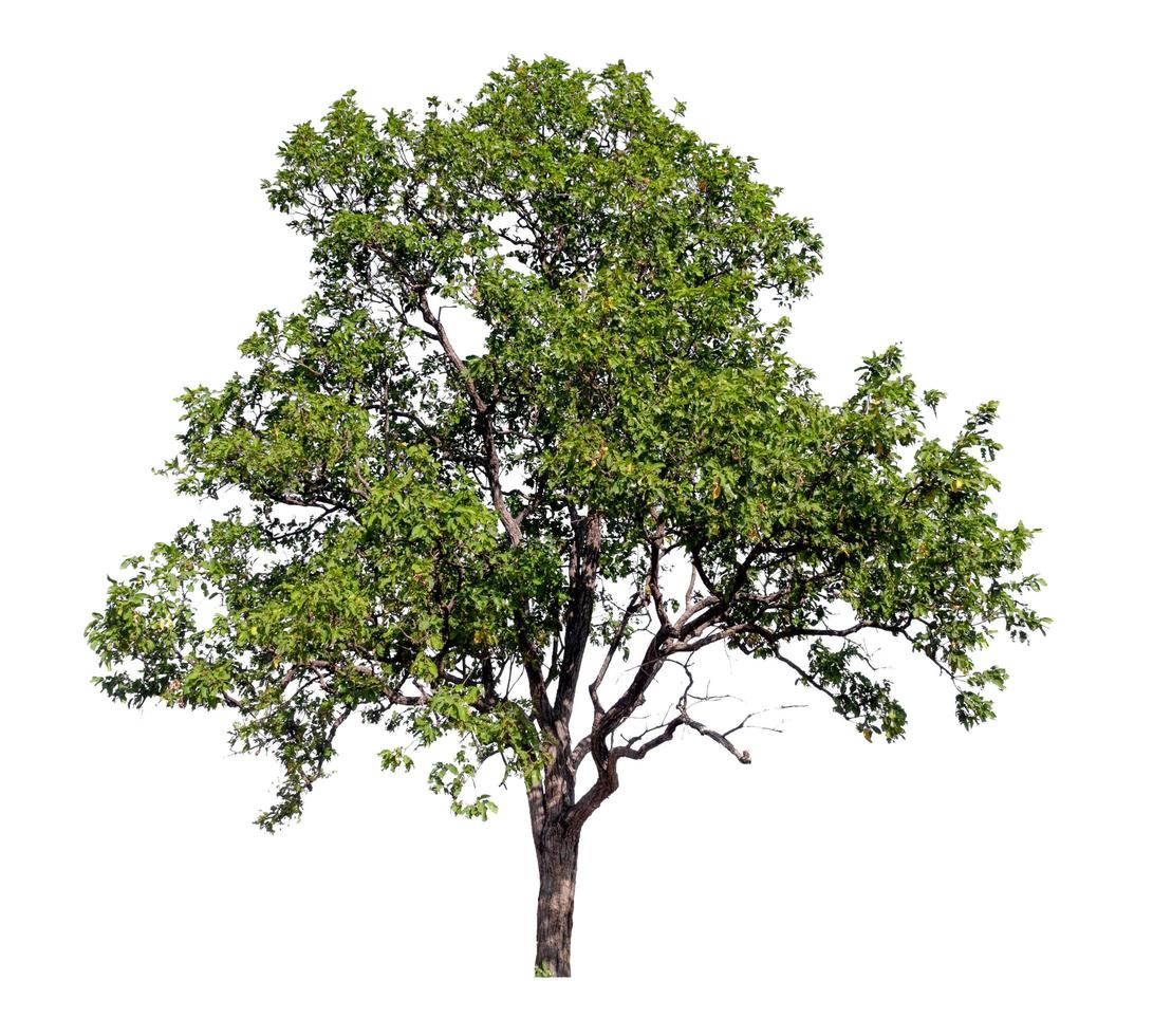 isolated big tree on white background with clipping path photo