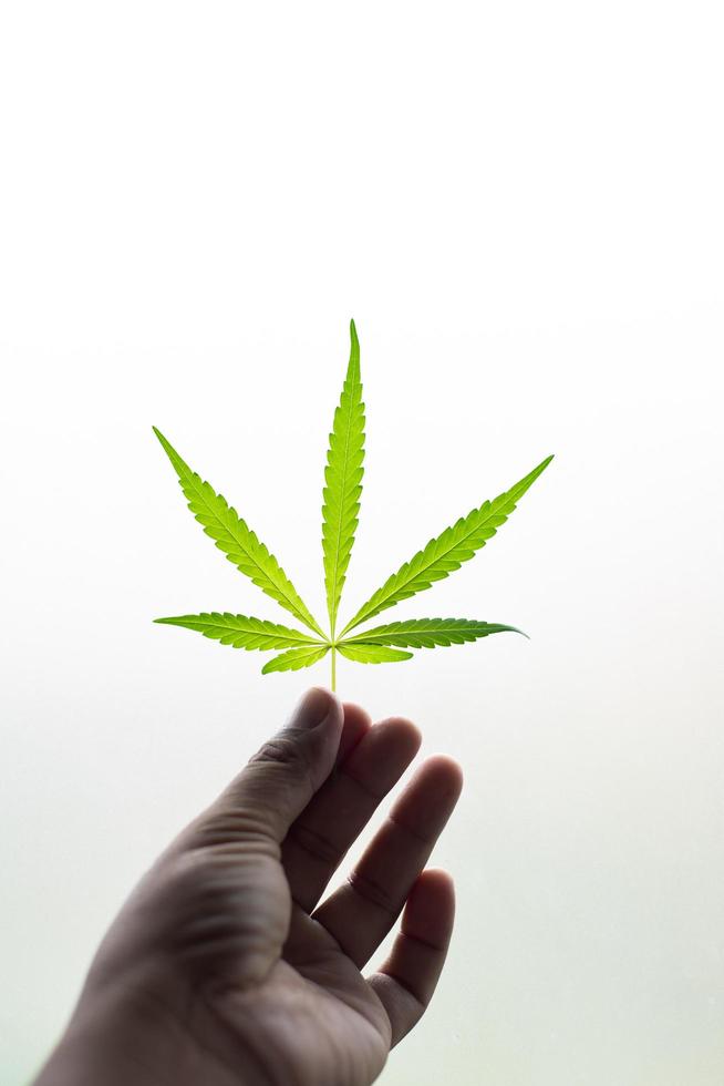 hand holding cannabis leaf photo