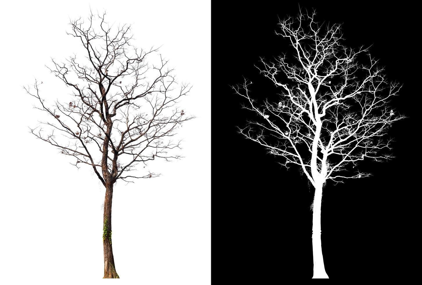 isolated tree without leaves with clipping path photo