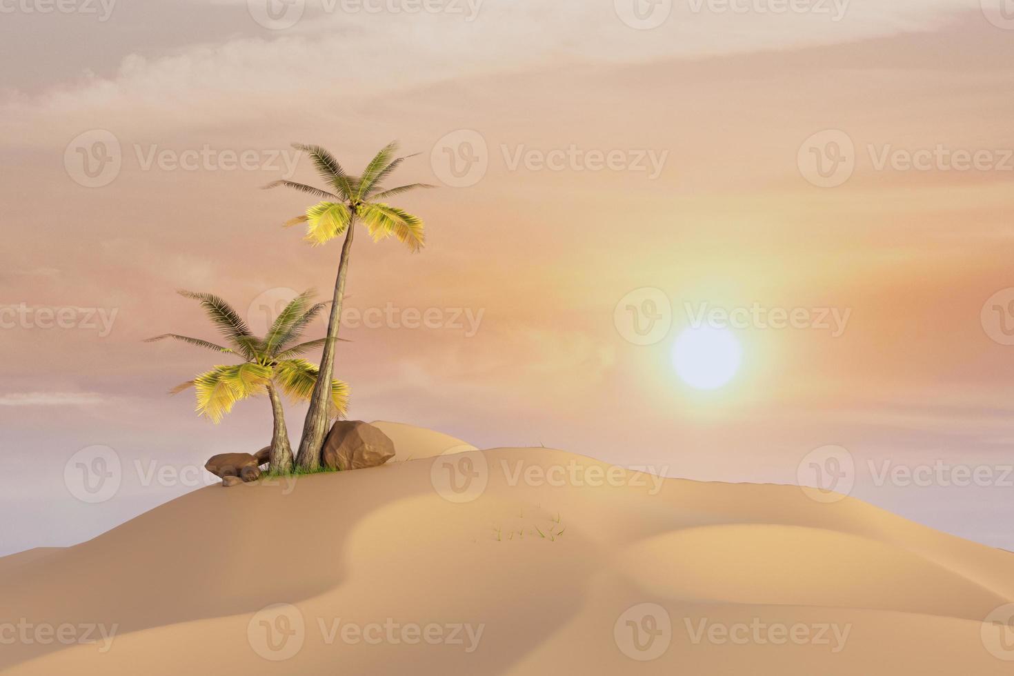 oconut tree in desert with sunset light photo