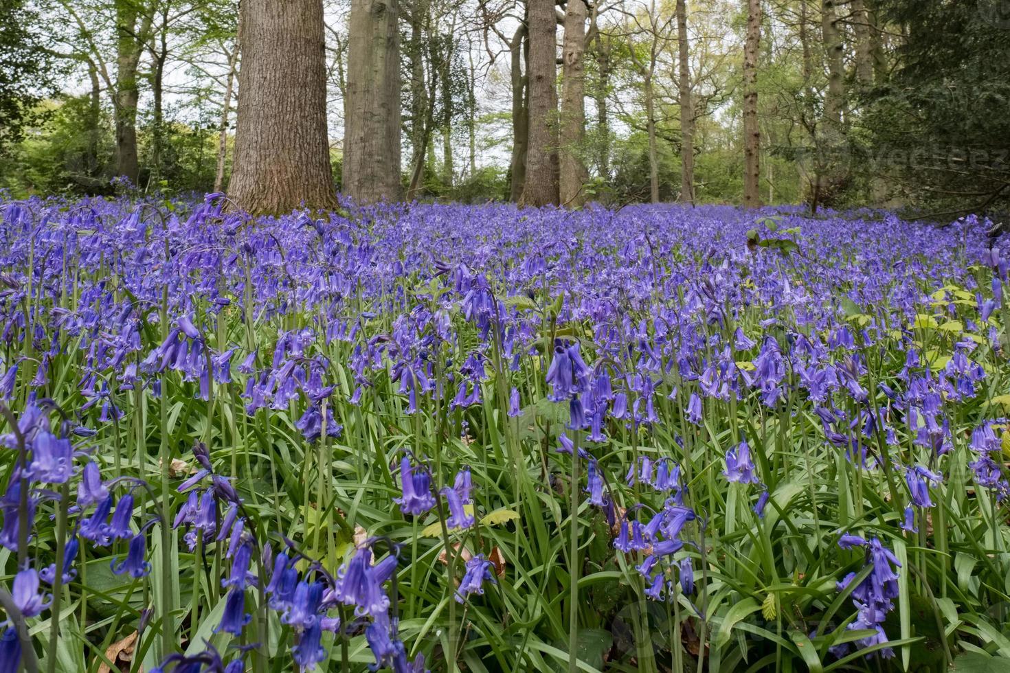 Bluebells in Staffhurst Woods near Oxted Surrey photo