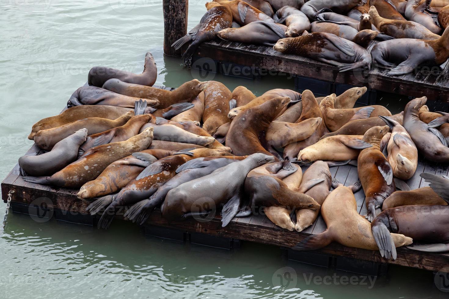 leones marinos de california en san francisco foto