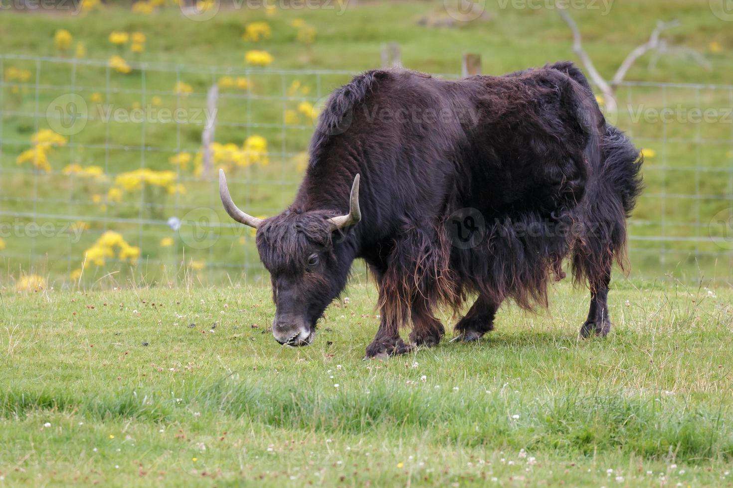 Yak grazing on succulent grass photo