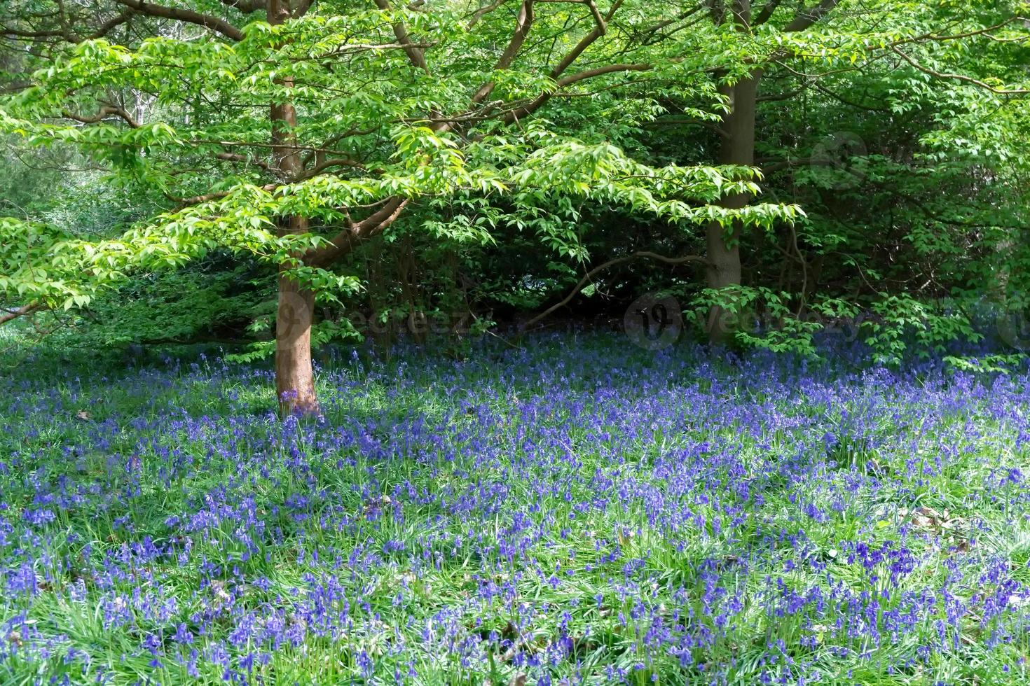 Bluebells in Full Bloom photo