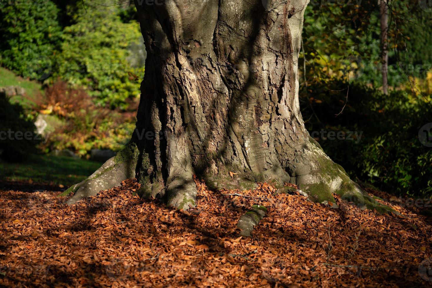Beech tree leaves in autumn photo