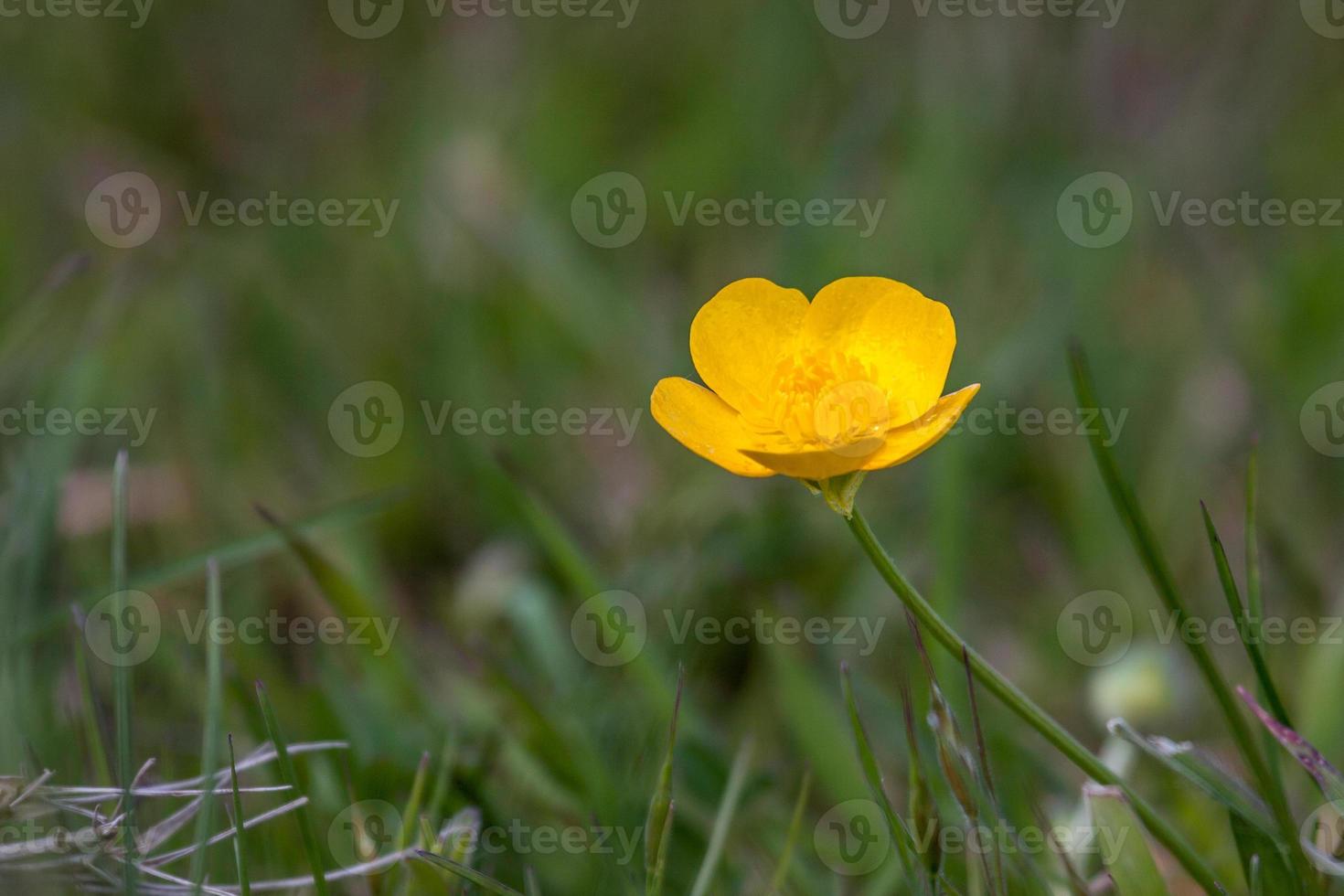 Buttercup rastrero en un campo en Godstone Surrey foto