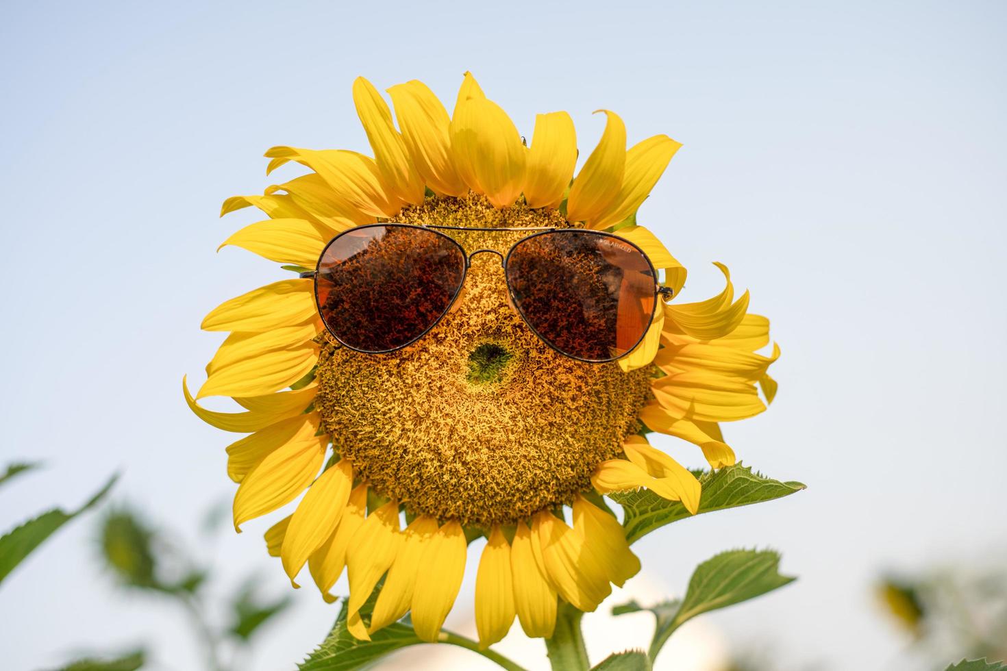 giant sunflower in the field photo