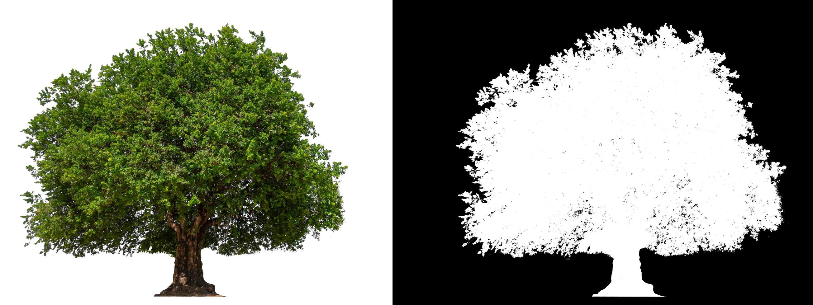 isolated tree on white background with clipping path photo