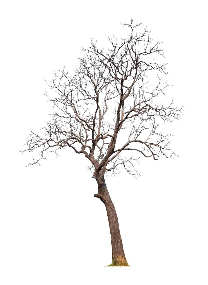Tree without leaf on transparent background picture with clippings, leafless tree or death tree cut out from original background and selected for easy and fast use photo