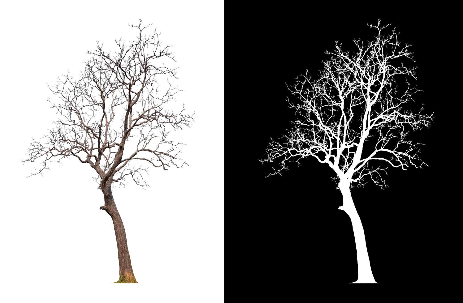 Tree without leaf on transparent background picture with clippings, leafless tree or death tree cut out from original background and selected for easy and fast use photo