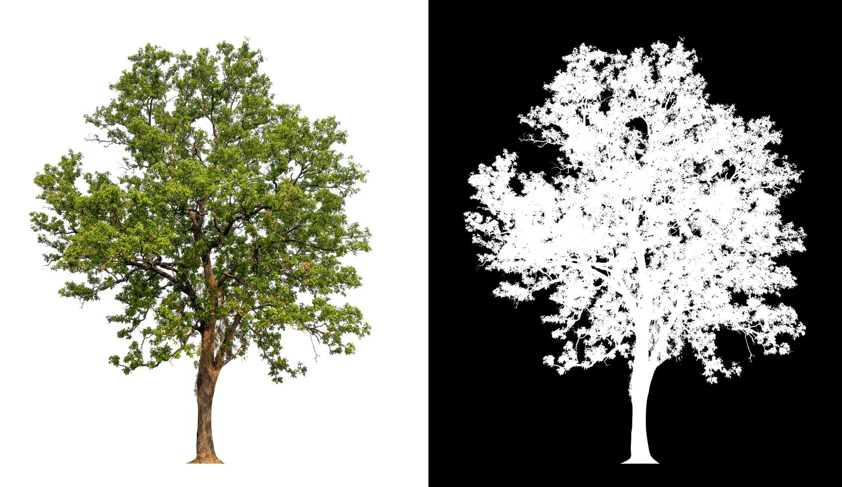 isolated tree on white background with clipping path photo