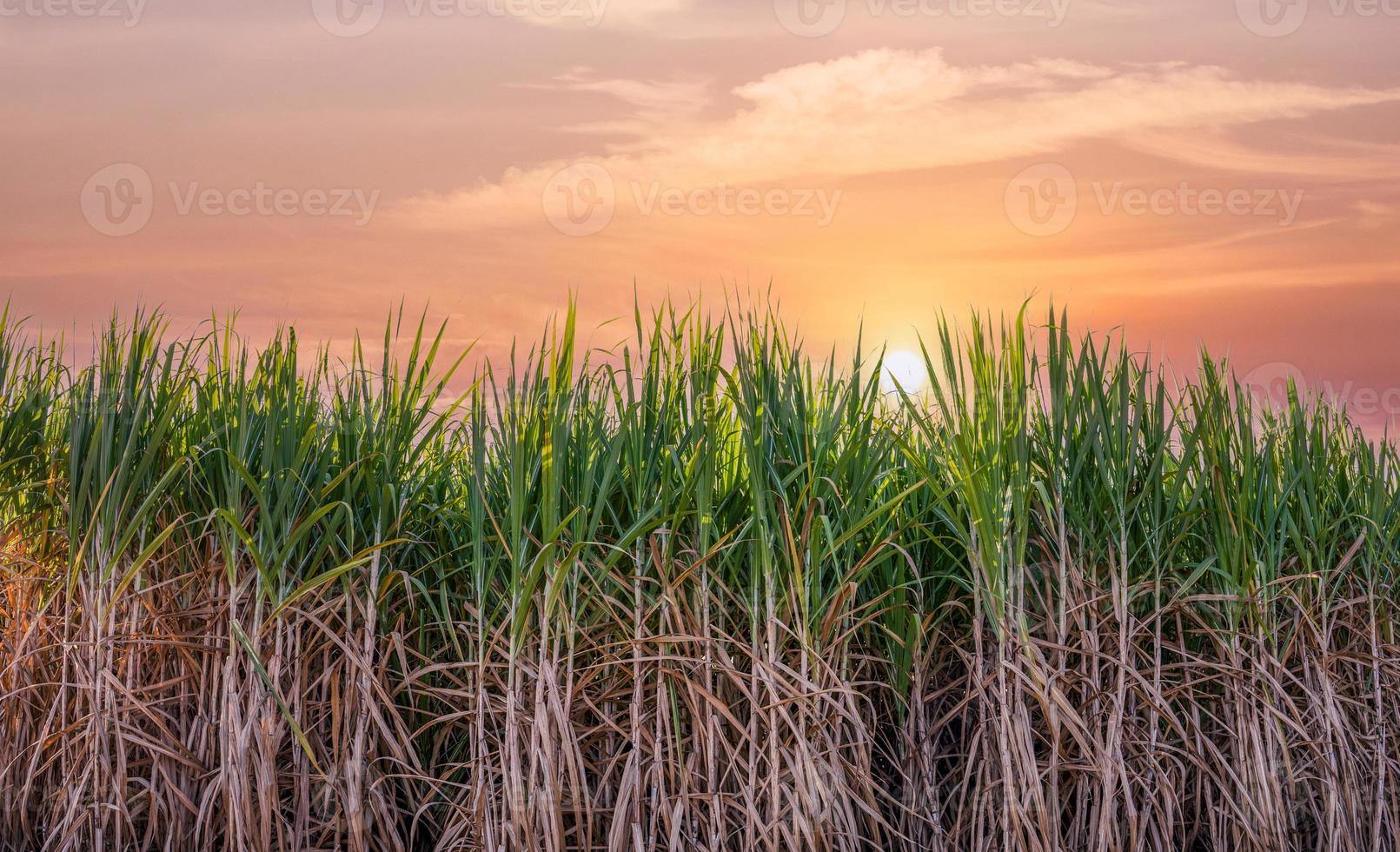 planta de azúcar verde al atardecer foto