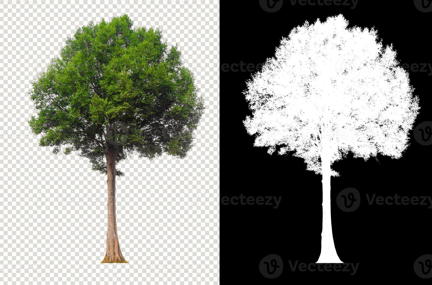 tree on transparent background photo