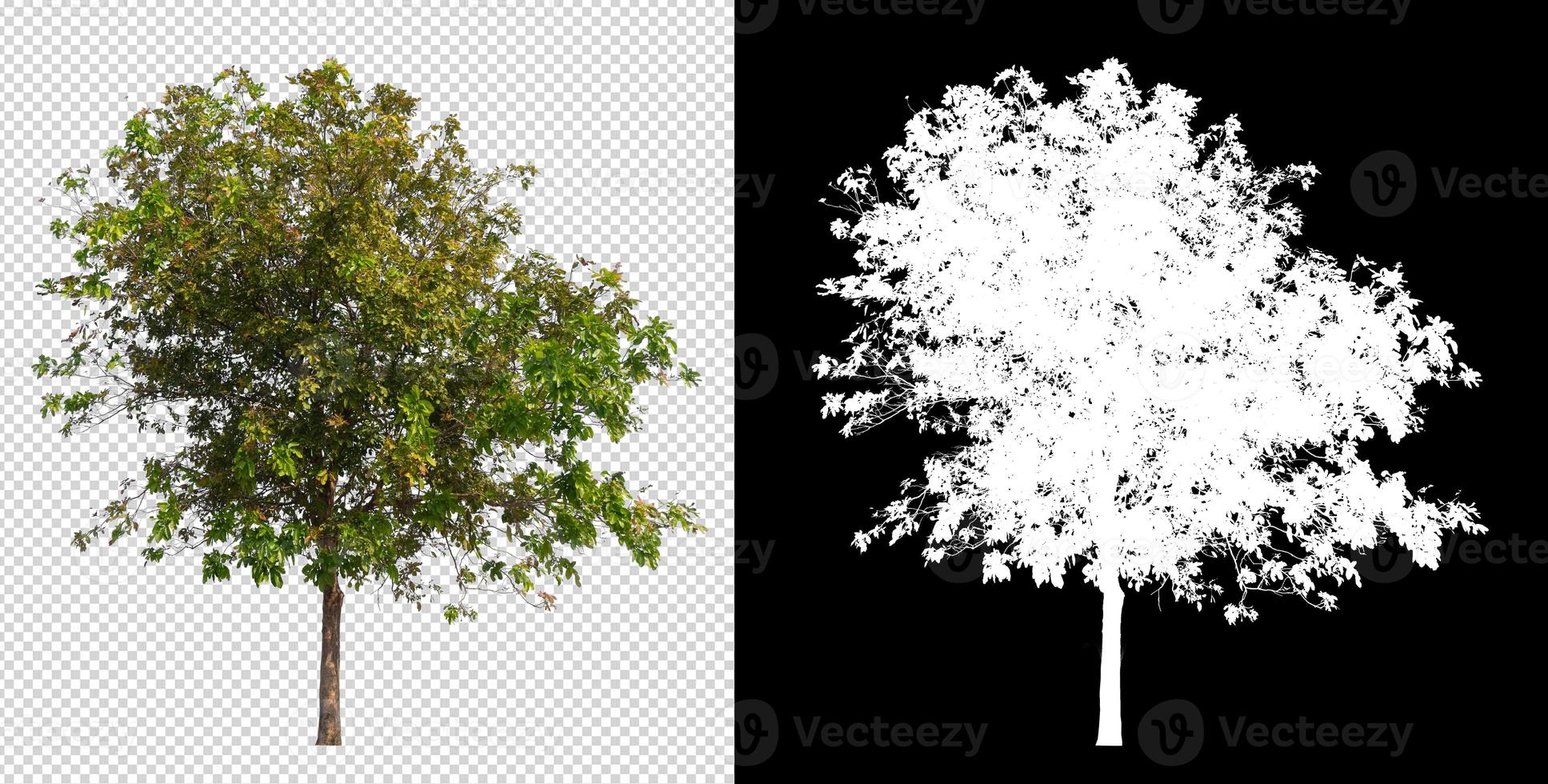 Tree on transparent background picture and alpha channel photo
