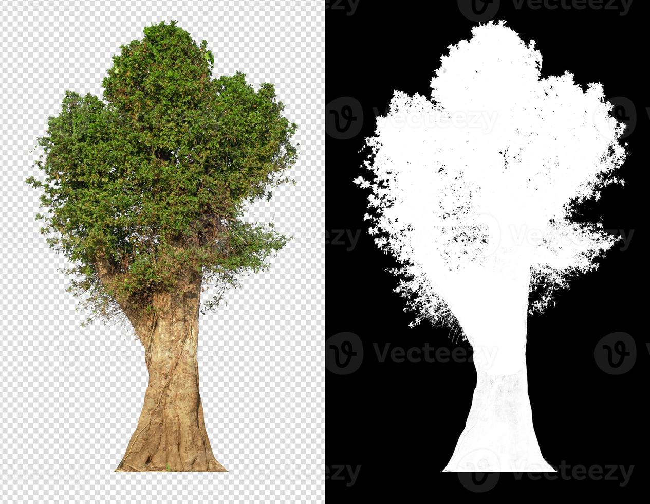 big tree with small branch and leaves on transparent picture background photo