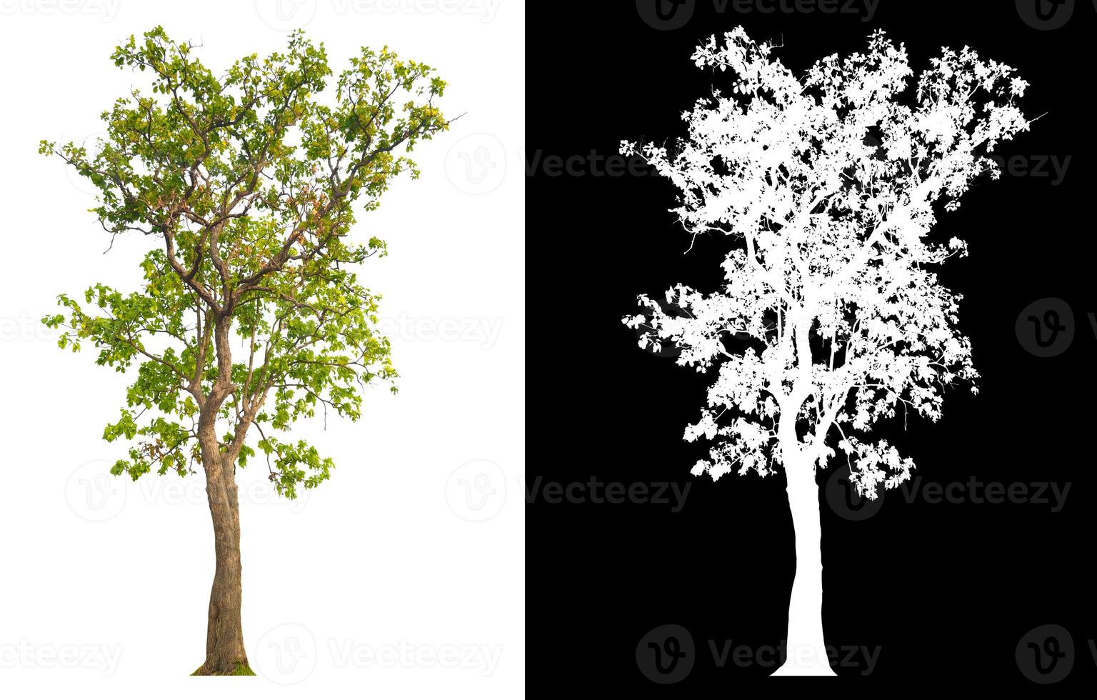 tree on white background with clipping path photo