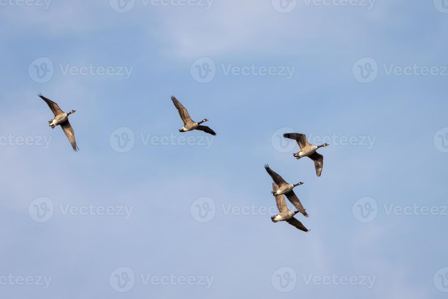 Canada Geese flying over a lake in Sussex photo