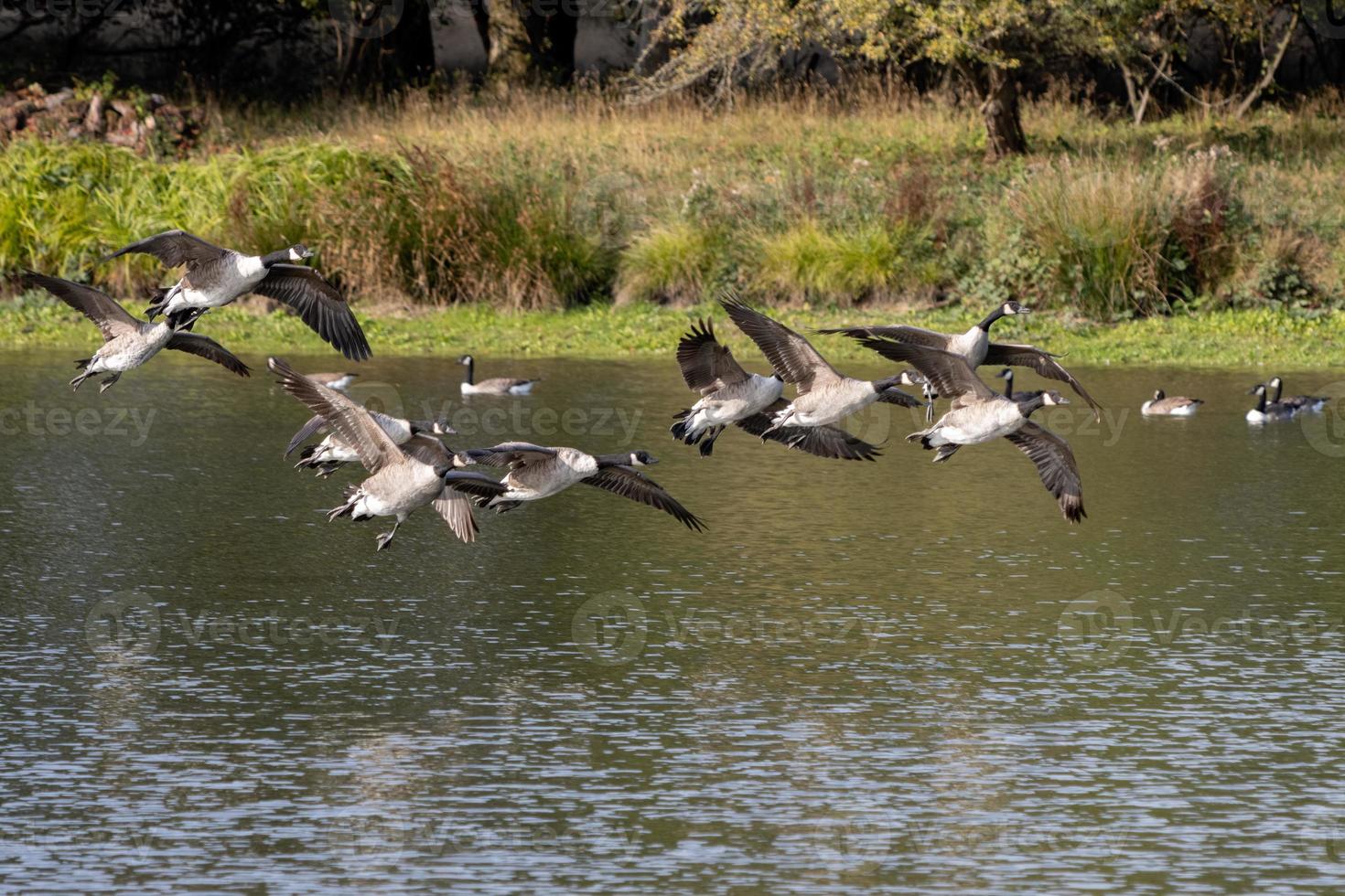 gansos de canadá llegando a un lago en sussex foto