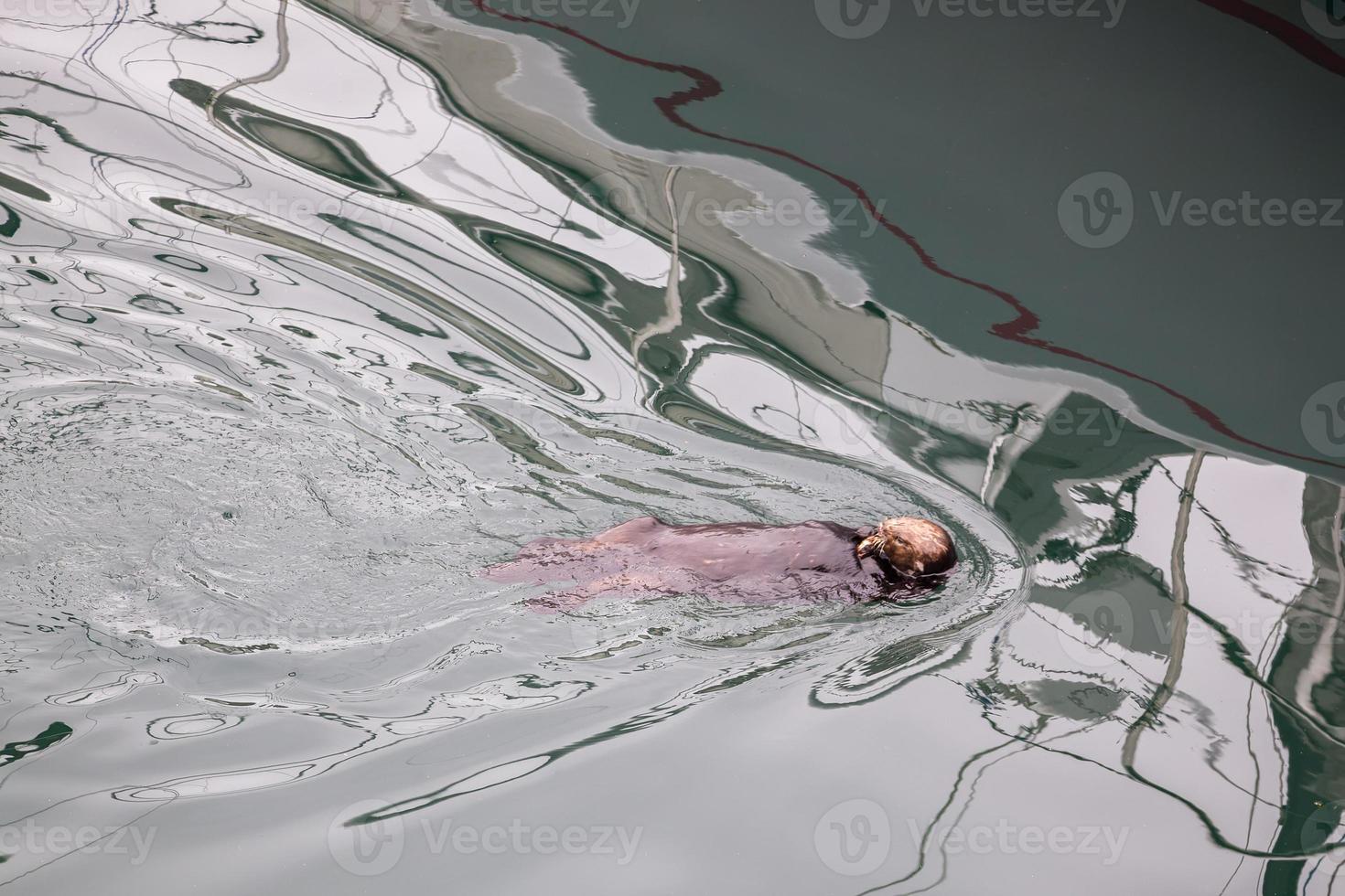 Sea Otter swimming in the sea at Monterey photo