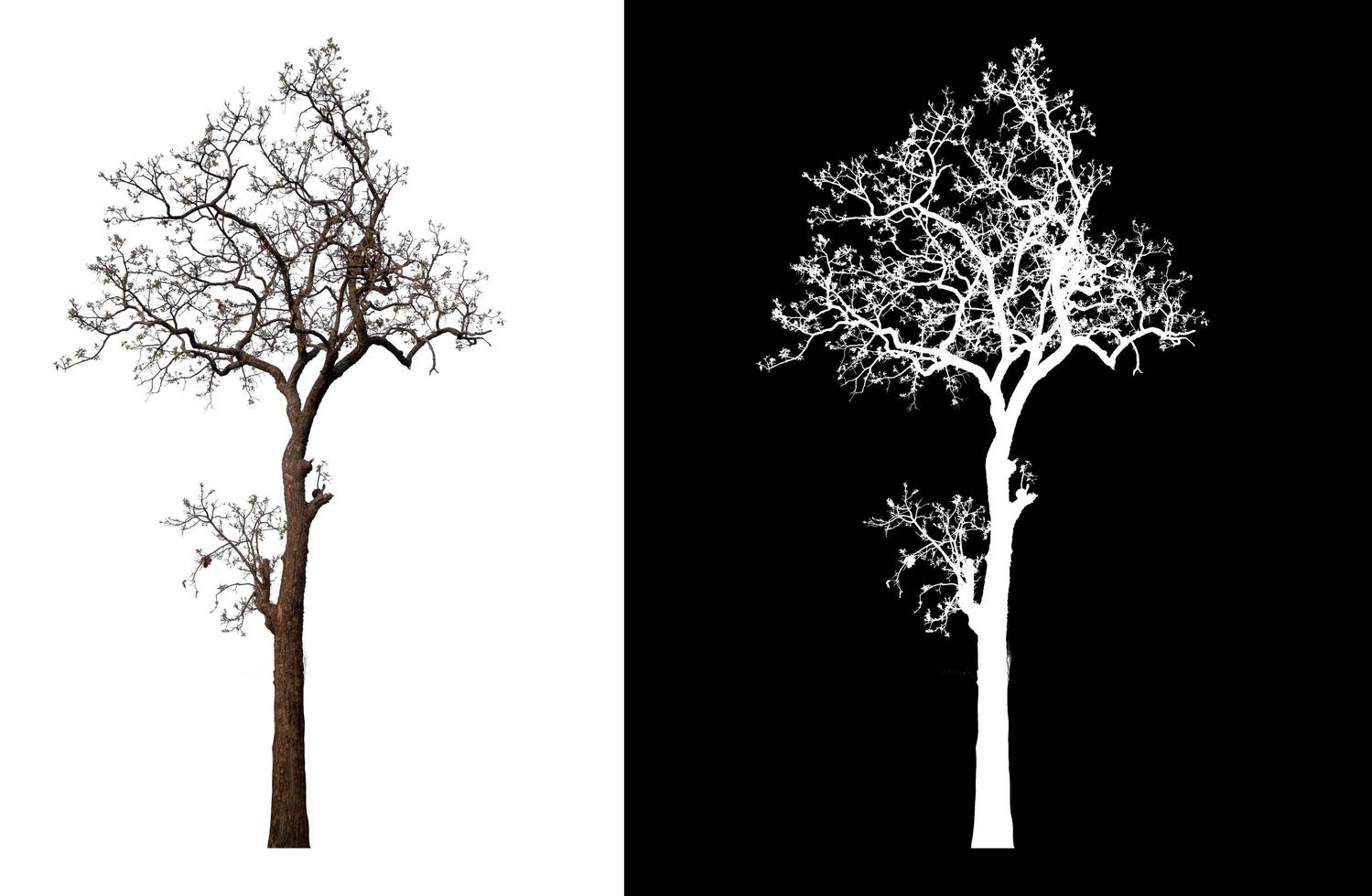 isolated tree without leaves on white background photo