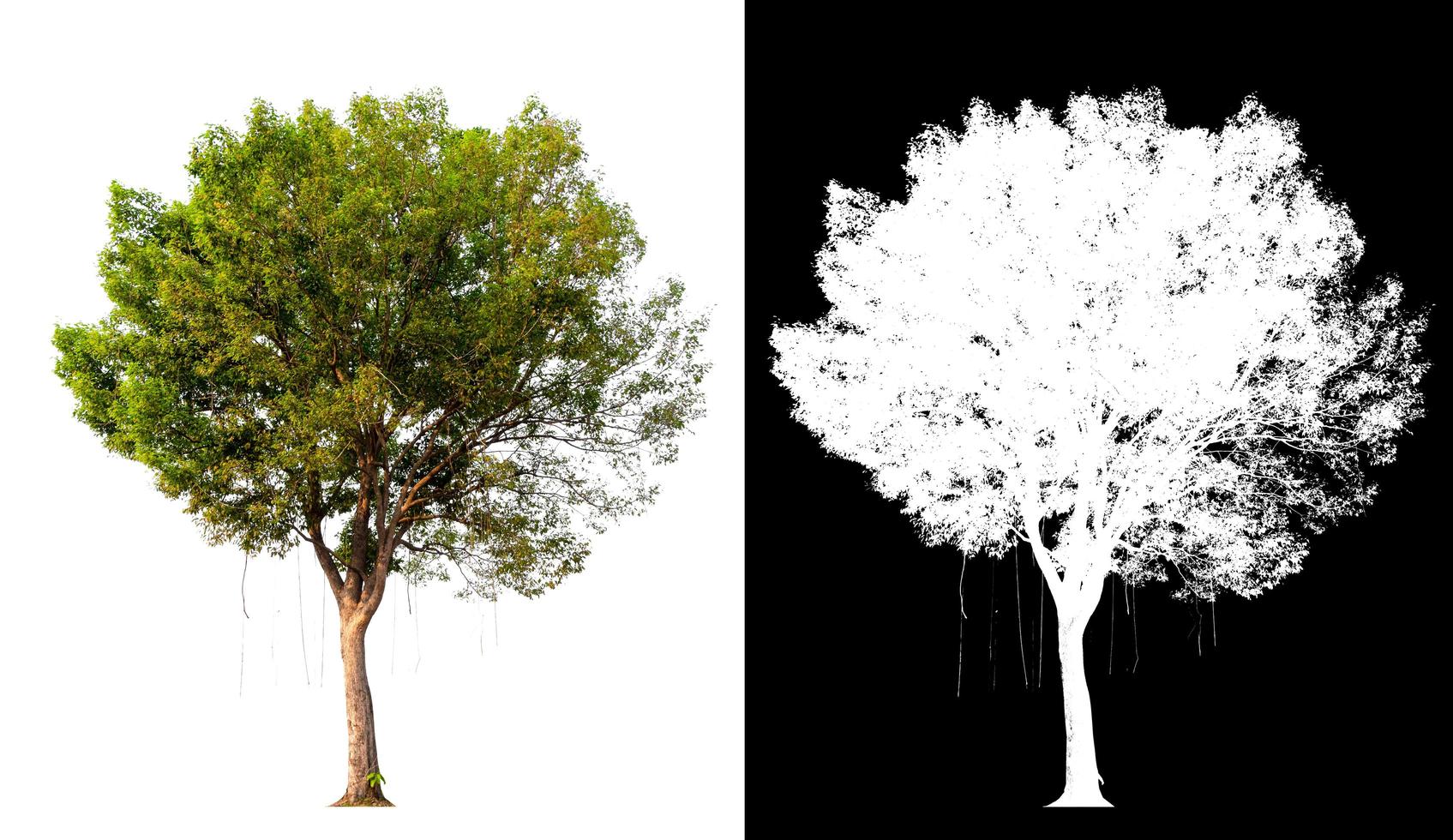 Isolated single tree on white background with clipping path photo