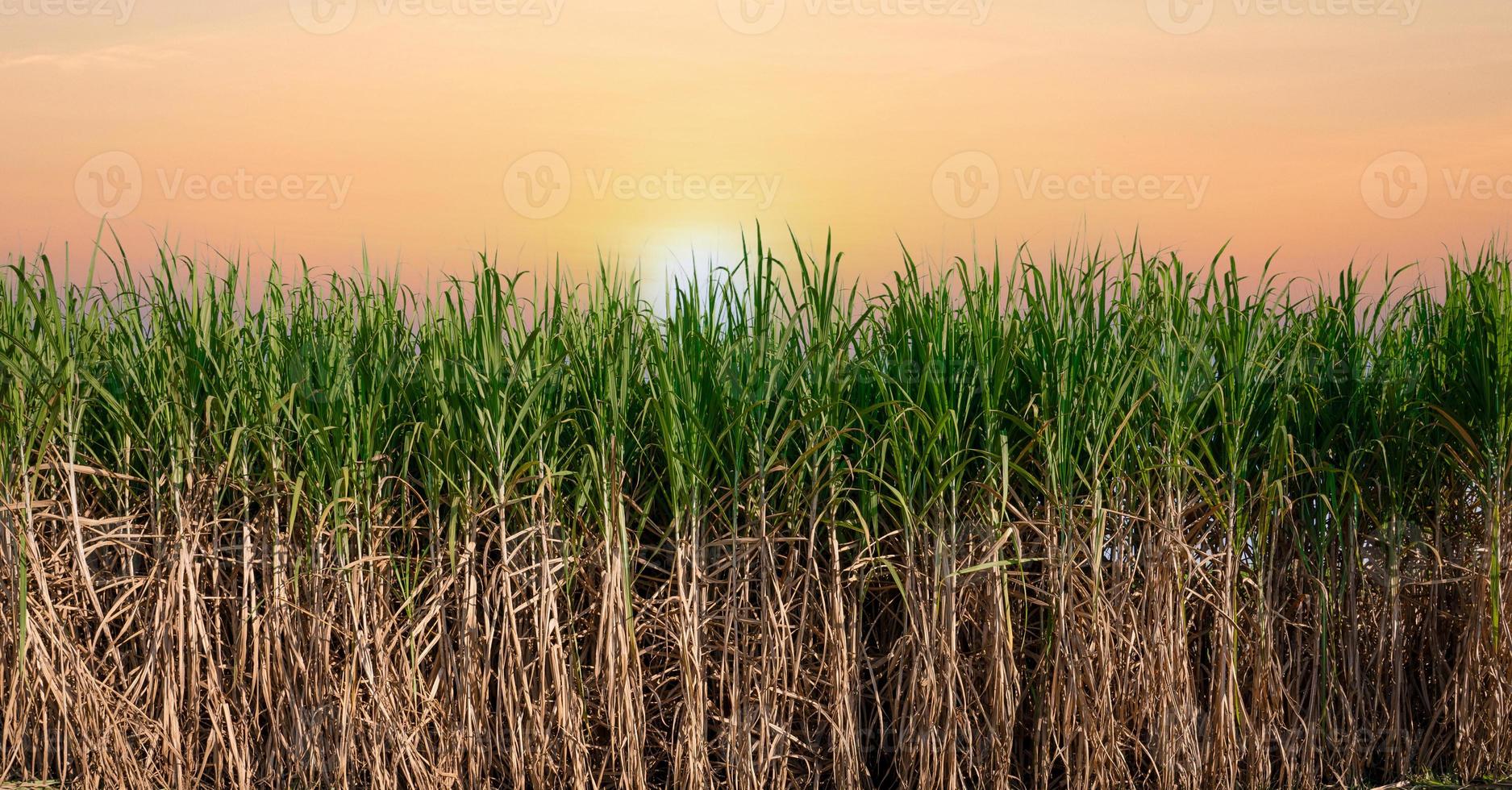 planta de azúcar verde al atardecer foto