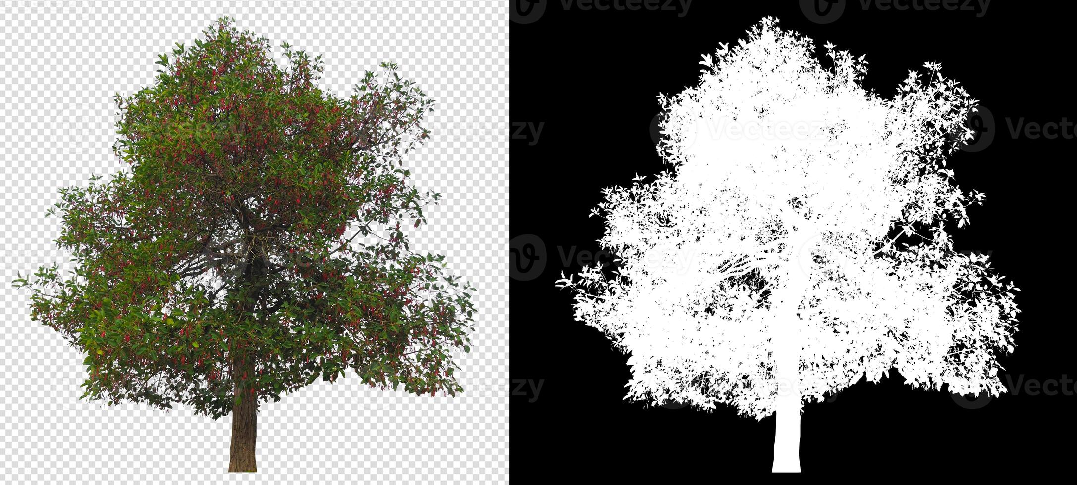 árbol en imagen de fondo transparente y canal alfa foto