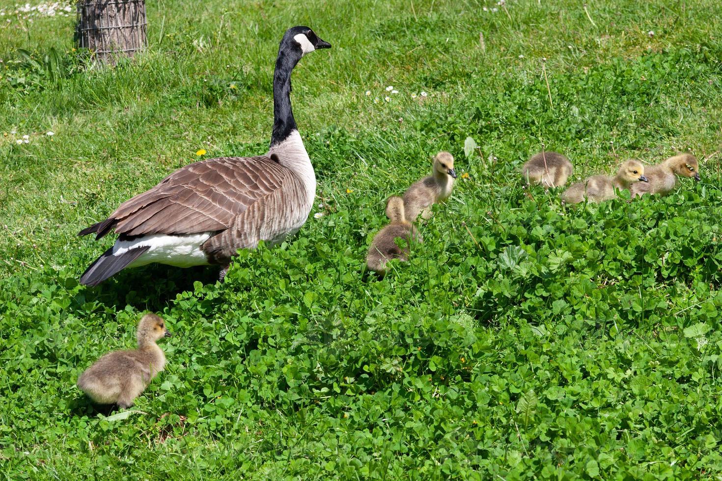 Canada Goose and goslings on the banks of the River Thames photo