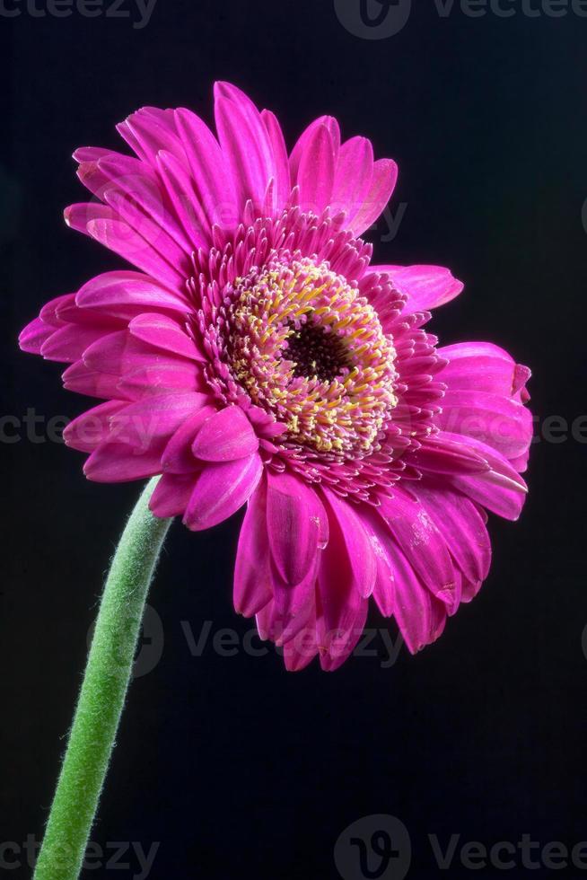 gerbera rosa vibrante contra un fondo oscuro foto