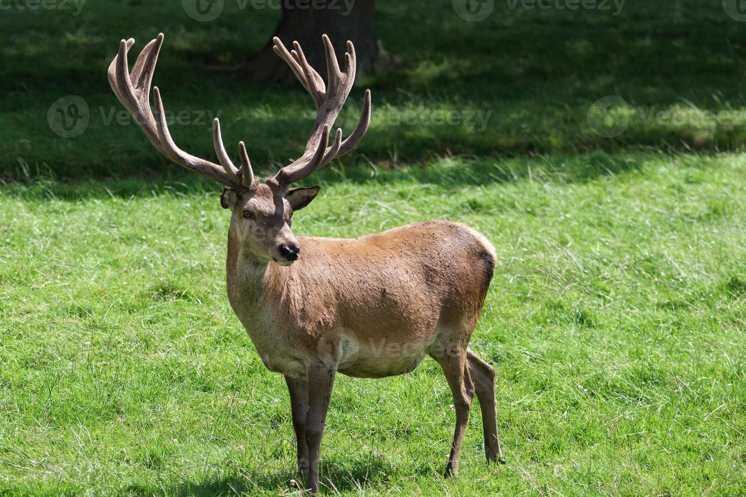 Red Deer standing in parkland photo