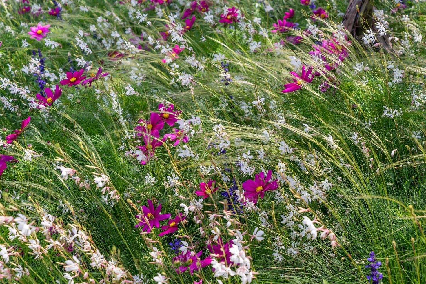 East Grinstead in Bloom photo