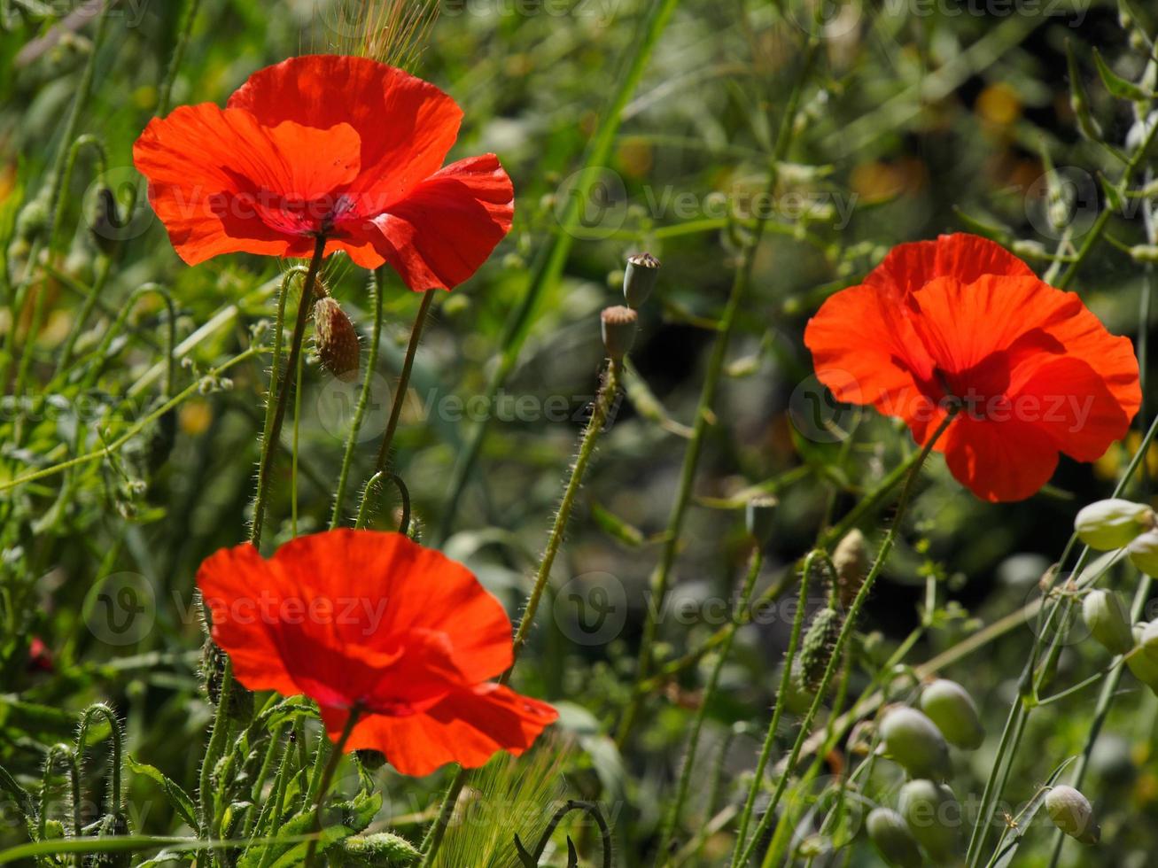 Poppies Flowering in Ronda Spain photo