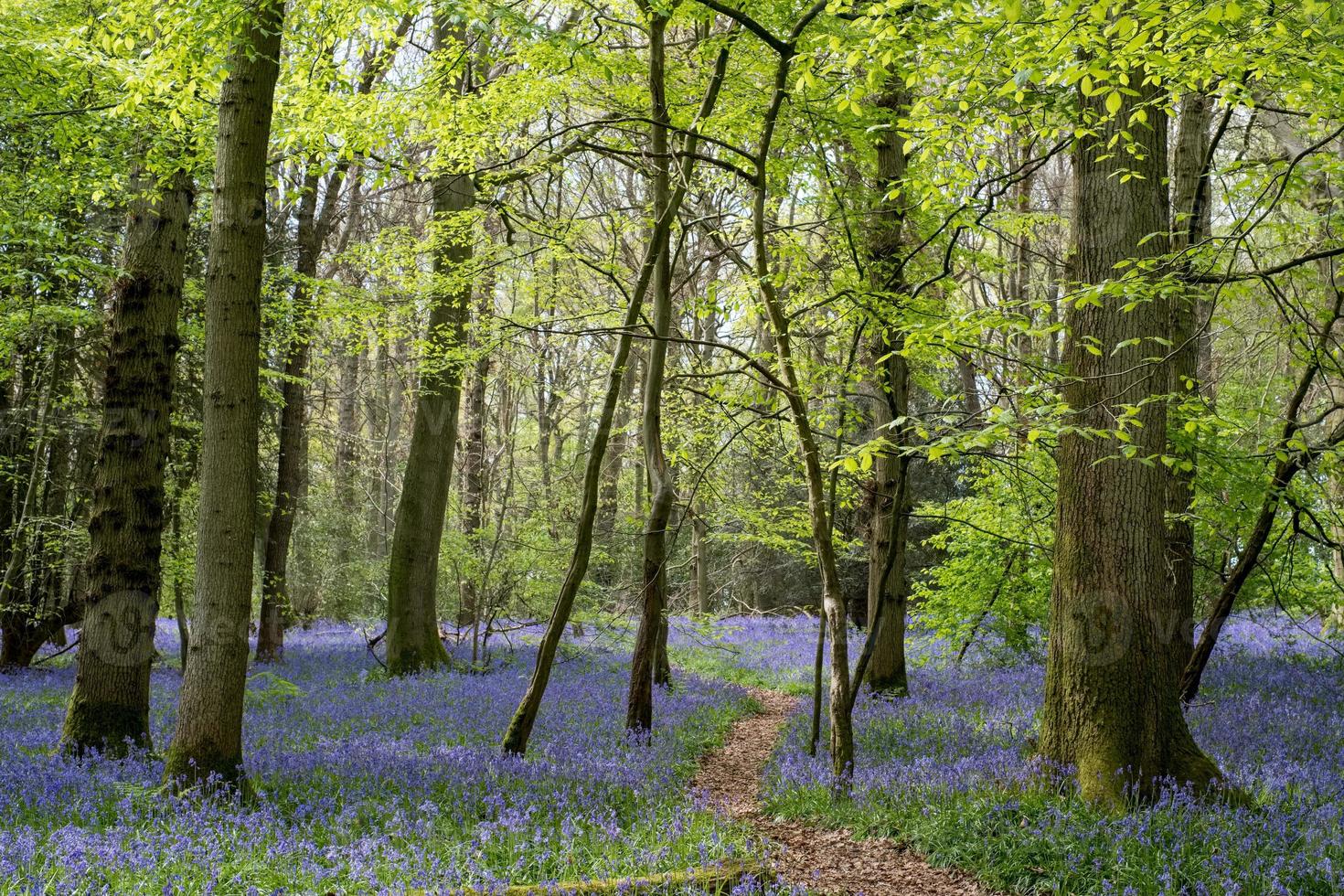 Bluebells in Staffhurst Woods near Oxted Surrey photo