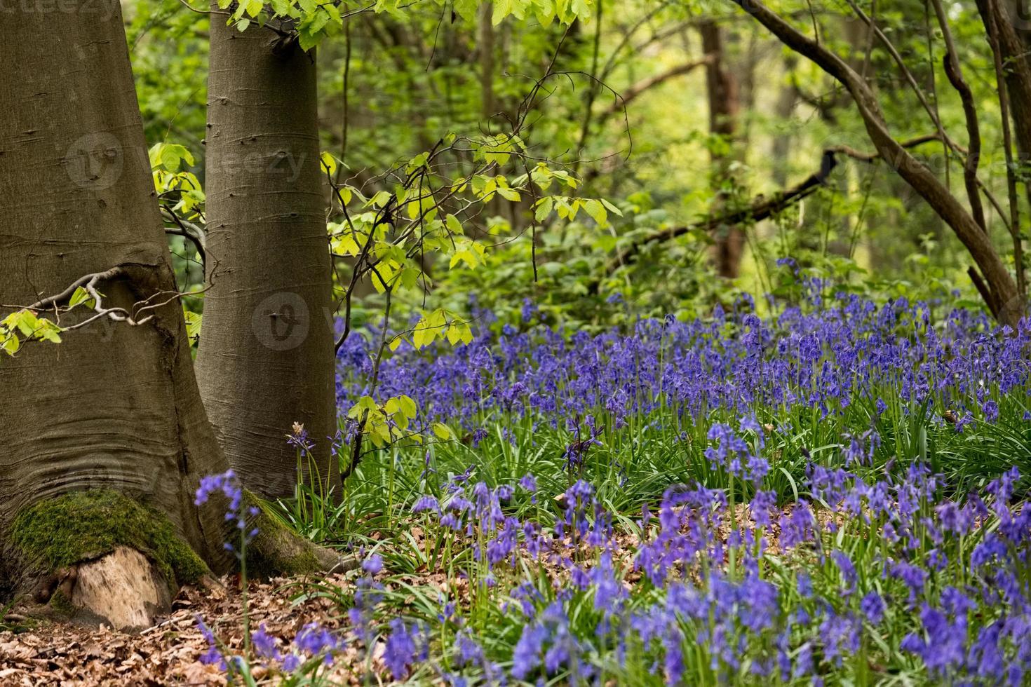 Bluebells in Staffhurst Woods near Oxted Surrey photo