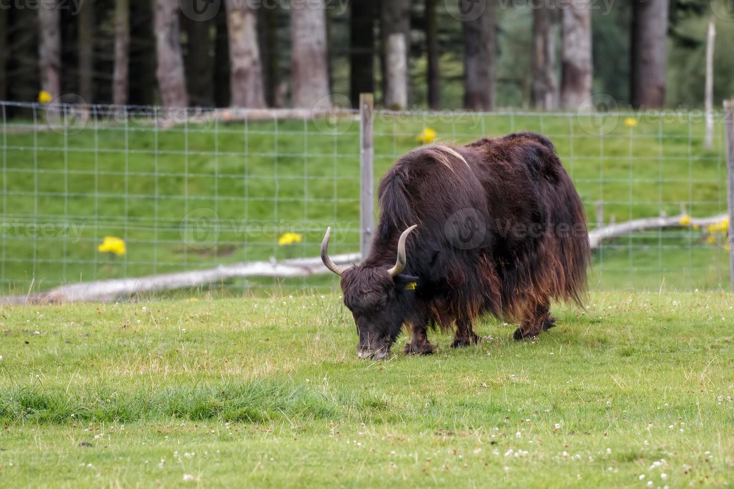 yak pastando en hierba suculenta foto