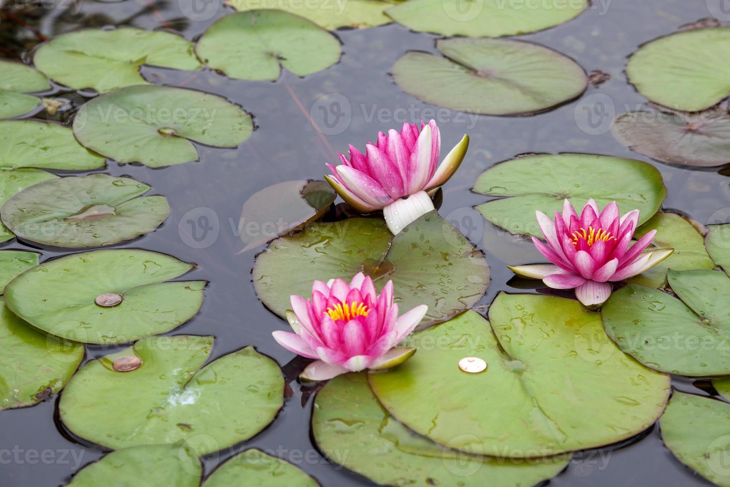 Coins in a Water Lily pond photo