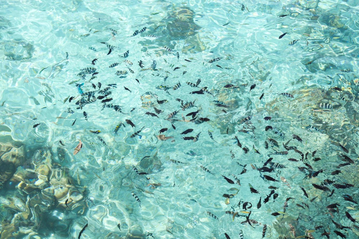 Transparent sea with many fish and coral in the shallow water photo
