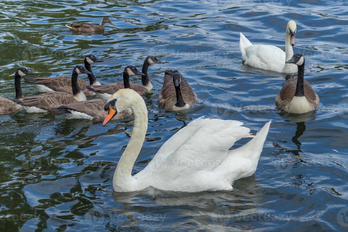 Cisnes mudos y gansos de Canadá en el río Támesis en Windsor foto