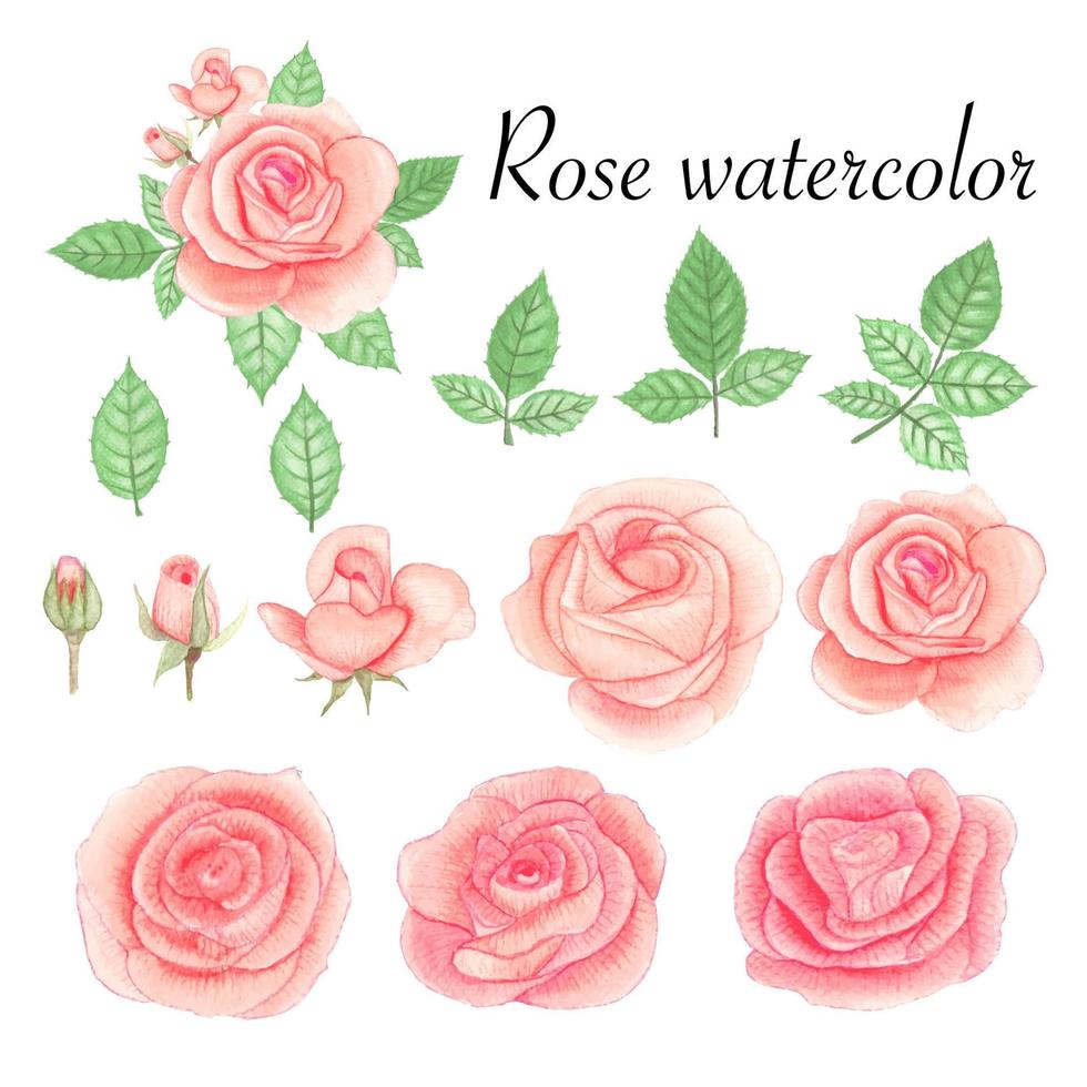 Set of rose watercolor elements. Flower, leaves, bud, botanic isolated on white background. Hand drawn vector illustration.