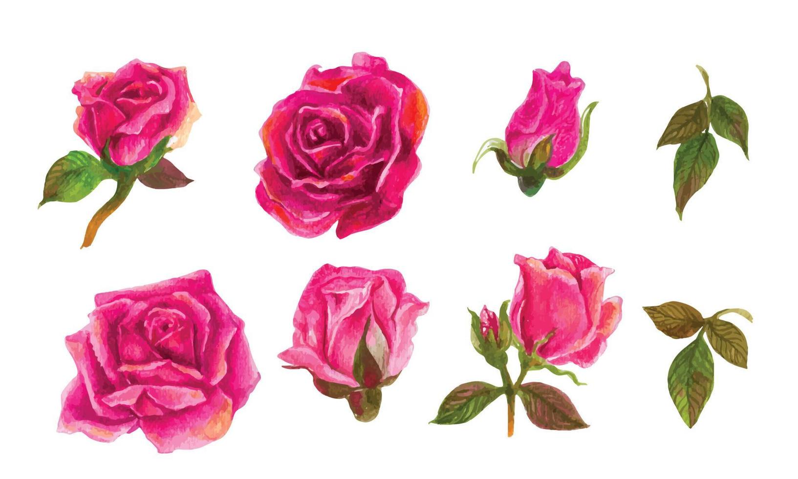conjunto de elementos de acuarela rosa. ilustración vectorial vector