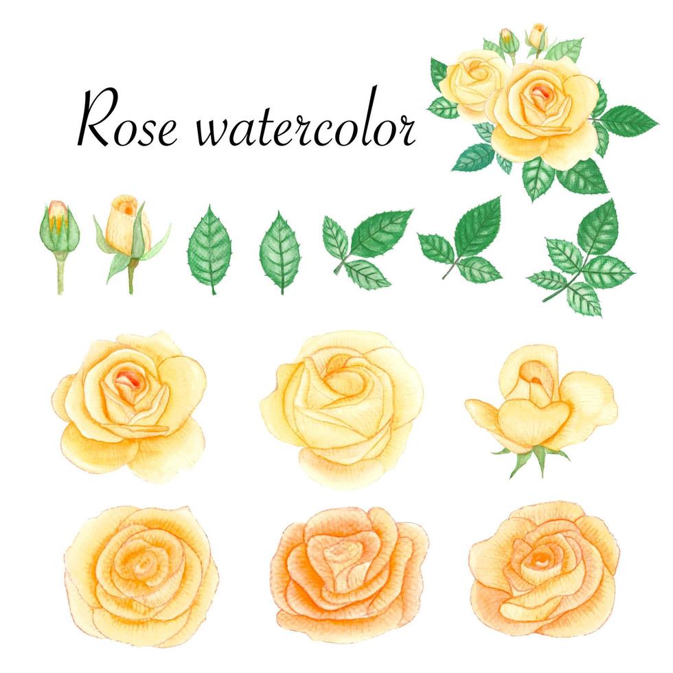 Set of rose watercolor elements. Flower, leaves, bud, botanic isolated on white background. Hand drawn vector illustration.