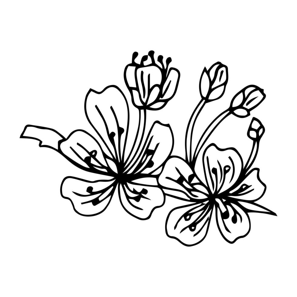 Vector illustration. Designer Sakura. Branch of Japanese cherry blossoms with beautiful flowers.Sakura on a white background. Handmade, outline drawing.