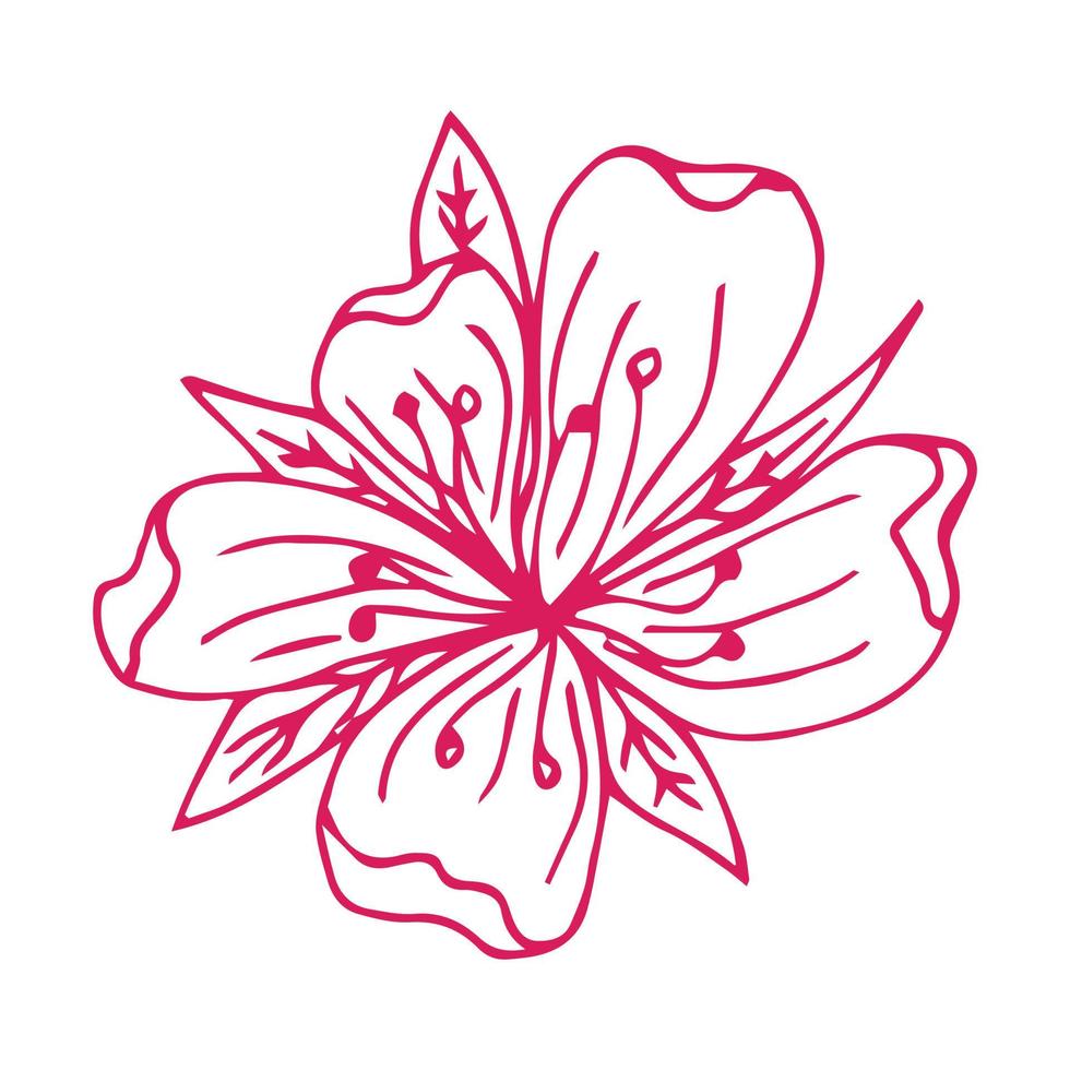 Sakura flower doodle icon. Back line isolated on white. One line contour floral drawing.Vector illustration vector