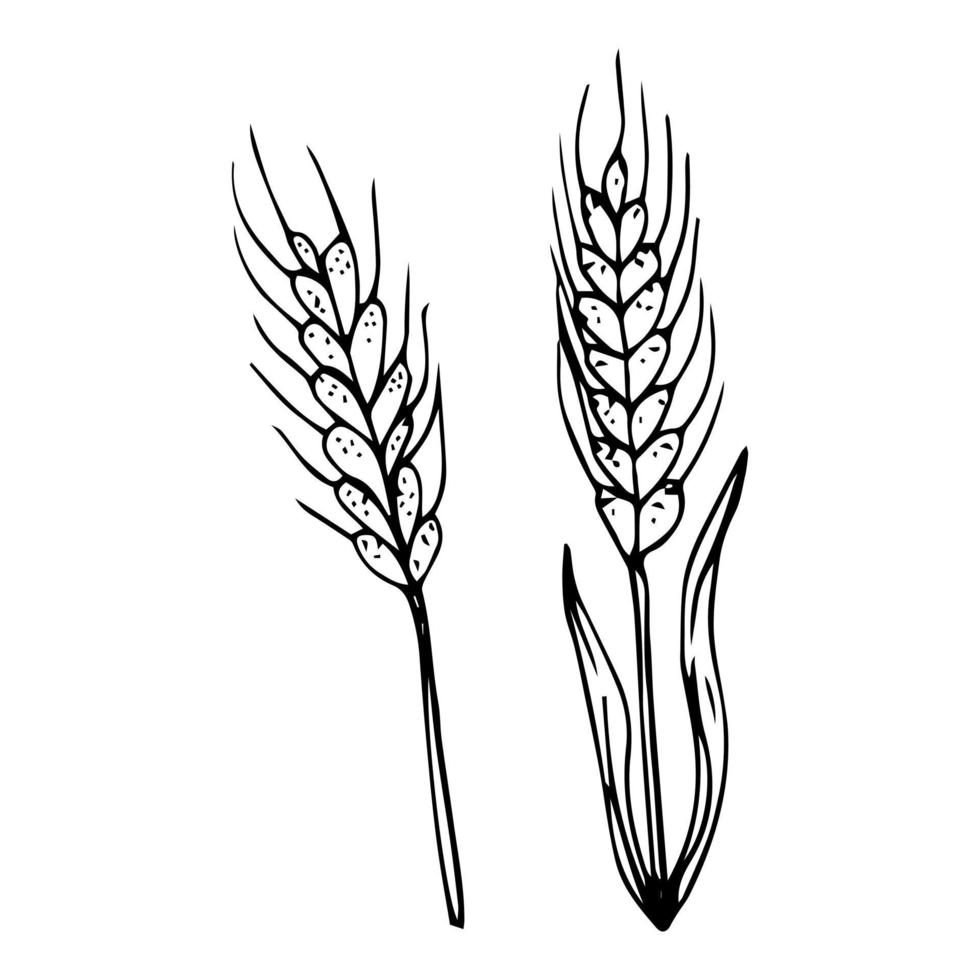 Hand drawn wheat. Realistic wheat ear. Black and white sketch of agricultural plant. Barley and rye crop. Harvesting grain for flour production. Vector natural organic whole oat template