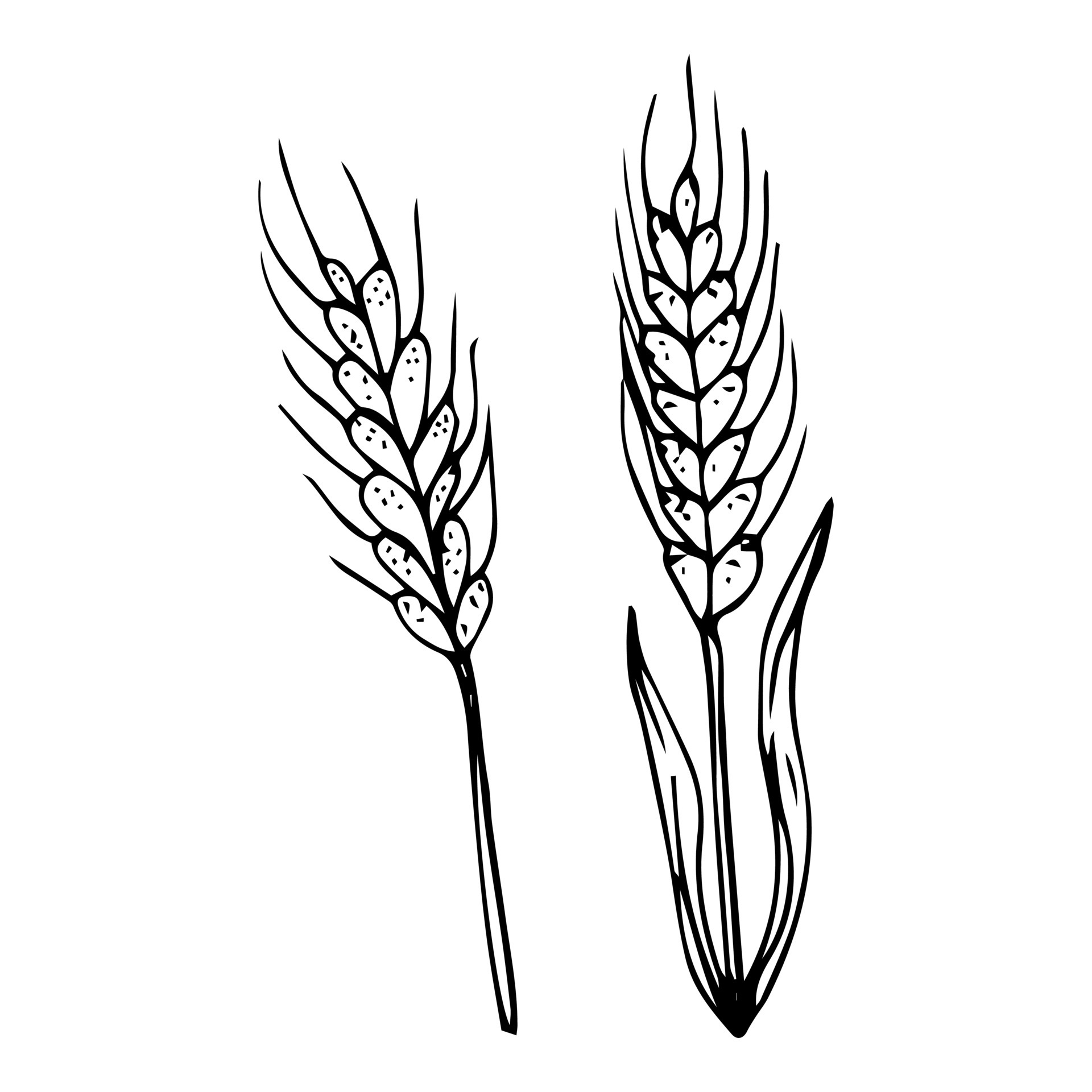 Hand drawn wheat. Realistic wheat ear. Black and white sketch of
