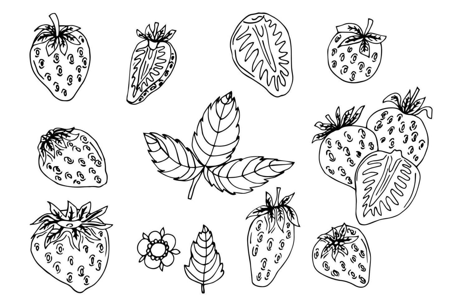 Hand drawn strawberry with leaves and flowers set. Outline black and white vector illustration. Doodle plants and sweet berries isolated on white background