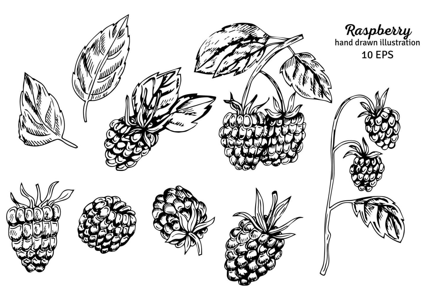 Raspberry vector drawing. Isolated berry branch sketch on white background. Summer fruits engraved style illustration. Detailed hand drawn vegetarian food. Great for label, poster, print.