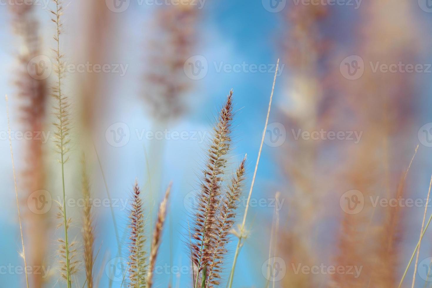 Selective focus of reed grass flower with blurred view in blue sky photo