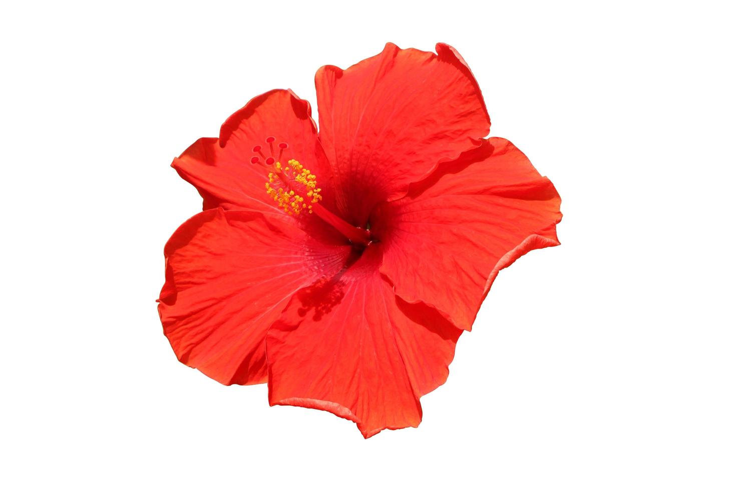 Beautiful Red hibiscus flower isolated on white background with clipping path. photo